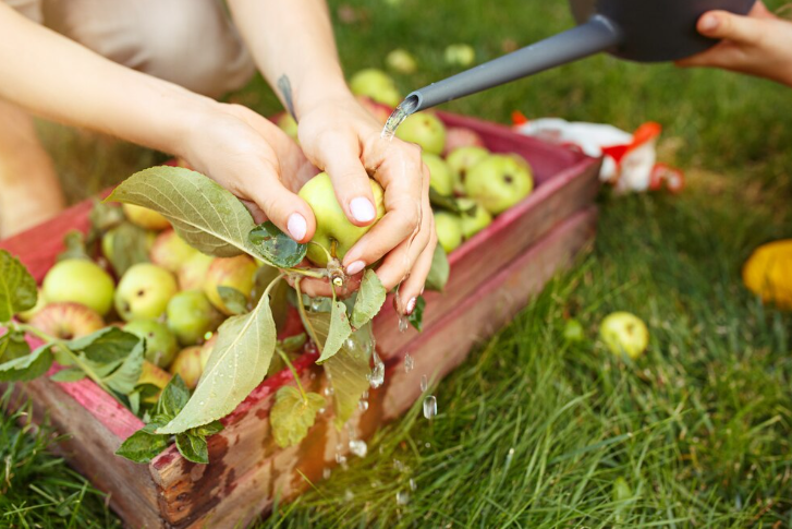 Descubre las mejores ofertas de trabajo para recogida de fruta en francia